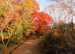 紅葉