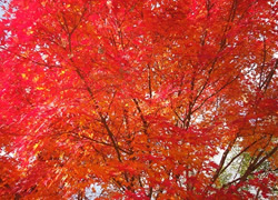 紅葉