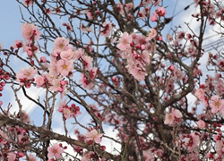 20130303